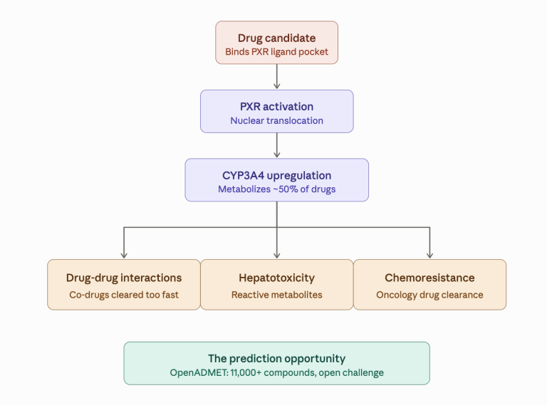 Building in Public: Competing in the OpenADMET PXR Blind Challenge